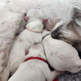 Maltese Puppies from Arizona Maltese Gems