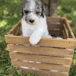Sheepadoodle Puppies from Primrose Cottage Puppies
