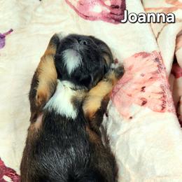 Joanna - Brown female Lhasa Apso puppy in Jefferson, New York from Absolute Lhasa Love