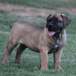 Bean - Brown male Boerboel puppy in Shawnee, Oklahoma from TXT Boerboels