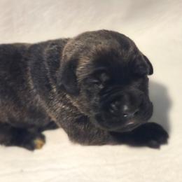 Brown collar - Brindle female Great Dane puppy in Mineola, Texas from RC Ranch Great Danes And Cane Corsos
