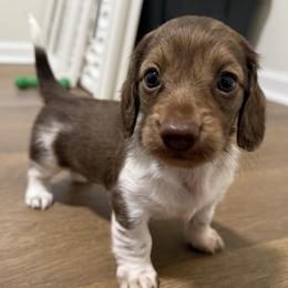 Martini (Marty) - male Dachshund puppy in Linwood, North Carolina from Queen of Weens Mini Dachshunds