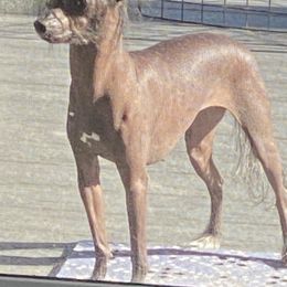 Chinese Cresteds from Whatadog Chinese Crested