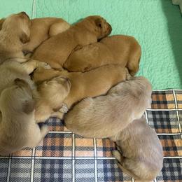 Female 3 - Golden female Golden Retriever puppy in Salisbury, North Carolina from Piedmont Golden Retrievers