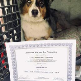 Australian Shepherd All Grown Up from Big Run Australian Shepherds