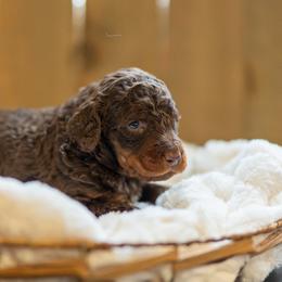 Fudge - Phantom male Poodle puppy in Fairfield, Illinois from Positively Doodles
