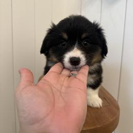 Zoey- AKC fluffy female - Black and tan female Pembroke Welsh Corgi puppy in Red Bluff, California from Wilder Ranch Corgis