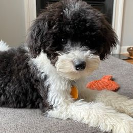 Bernedoodles and Poodles from Michelle's Doodles