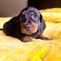 Cherry Pie - Black and tan female Dachshund puppy in Austin, Texas from Duchess Daphne's Doxie Empire