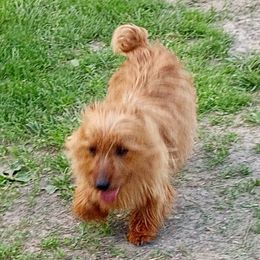 Ginger - Australian Terrier