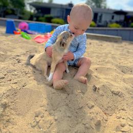 Chihuahua Puppies from Cloud9 Chihuahuas