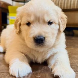 Golden Retriever Puppies from Ray of Sunshine Retrievers