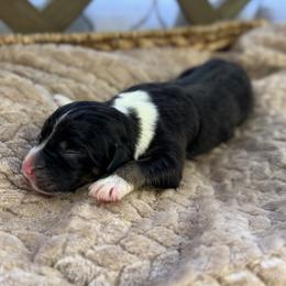 Girl 6 - Black tri-color female Australian Shepherd puppy in Volant, Pennsylvania from Addie's Aussies