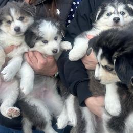 Pomsky puppies from Full Moon Pomskies
