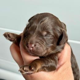 Orange Boy-Brown Phantom - Chocolate male Goldendoodle puppy in Lowville, New York from DM Hilltop FURfamily