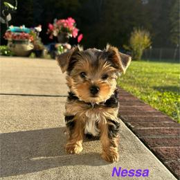 Nessa - Black and tan female Yorkshire Terrier puppy in Ashland, Kentucky from Yorkie Paw