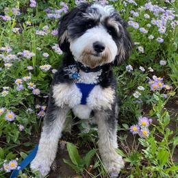Max - Bernedoodle