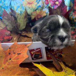 Tux - Blue and white male Shih Tzu puppy in Wyoming, Michigan from Shih Tzu Shenanigans