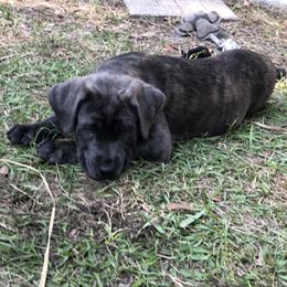 Cane Corso and Lowchen Puppies from High Royal Kennel