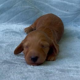 Theodore - Red male Dachshund puppy in Pilot Point, Texas from Diamond B Doxies