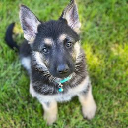 German Shepherd and White Shepherd Puppies from Scenic Creek German Shepherds
