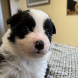 Girl 2 - Border Collie puppy in Barnstead, New Hampshire from Pettigrew's Border Collies