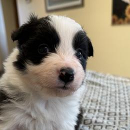 Girl 2 - Border Collie puppy in Barnstead, New Hampshire from Pettigrew's Border Collies