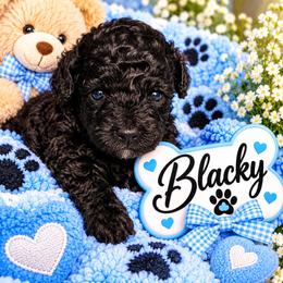 Blacky - Black male Shihpoo puppy in Cooper City, Florida from Jenny La Bone
