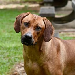 TILLY - Rhodesian Ridgeback