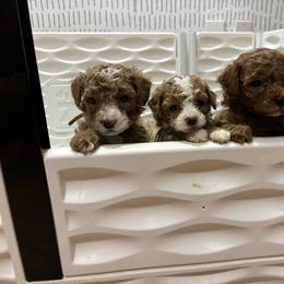 Poodle Puppies from Poodles 4 Life