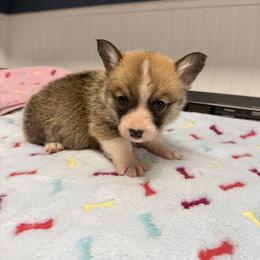 Juno 1 - White and red male Pembroke Welsh Corgi puppy in Jenkinsburg, Georgia from Red Elephant Farms