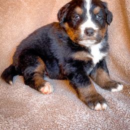 Bernedoodle, Bernese Mountain Dog, and Siberian Husky Puppies from Timberline Paws