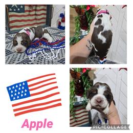 Girl 1 Apple - Liver white and tan female English Springer Spaniel puppy in Saginaw, Michigan from Kemerer Springers