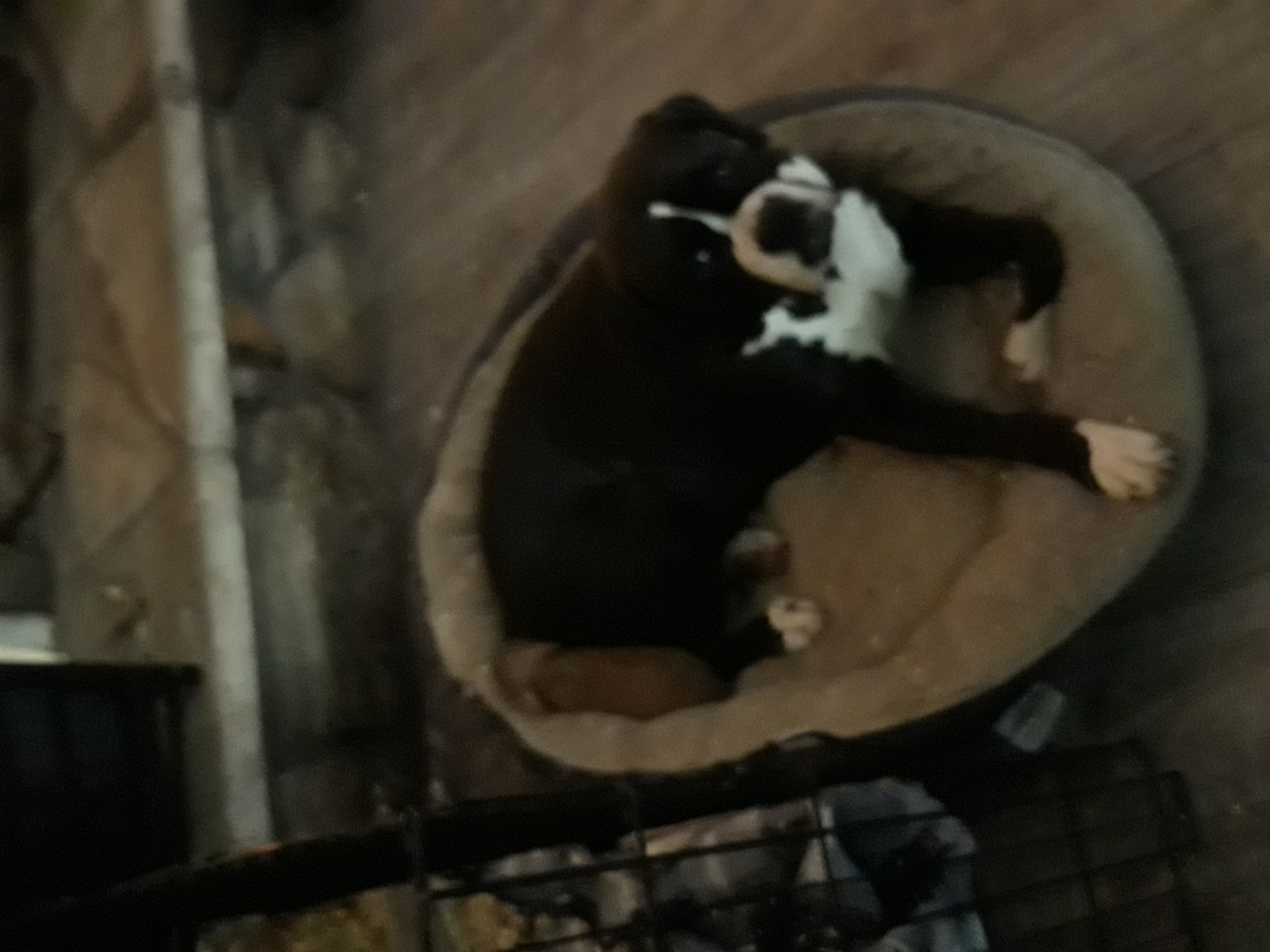 Page - Boxer