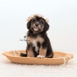 Bernedoodle and Aussiedoodle Puppies from Lillybee