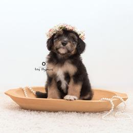 Bernedoodle and Aussiedoodle Puppies from Lillybee