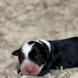 Male 1 - Black tri-color male Aussiedoodle puppy in South Central, Pennsylvania from Windy Hills Mini Aussies & Doodles