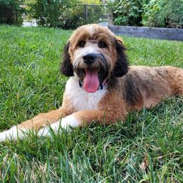 Ember - Bernedoodle