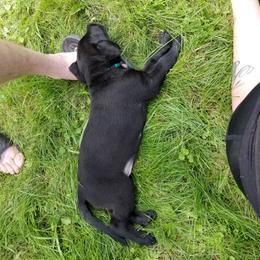 Labrador Retriever Puppies from Copper Creek Outfitters and Kennel
