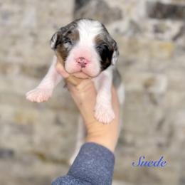Suede - Merle male Cavapoo puppy in Midland, Michigan from Northern Charm Farm
