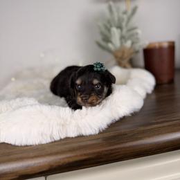 CheezIt - Red tri-color male Aussiedoodle puppy in Sweetwater, Florida from Sandy Snout Doodles