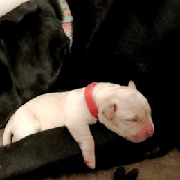 Labrador Retriever Puppies from Kingridge Kennels