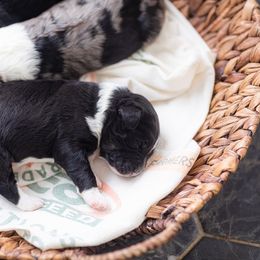 Aussiedoodle and Poodle Puppies from Stokeshire Designer Doodles