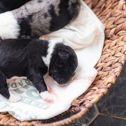 Aussiedoodle and Poodle Puppies from Stokeshire Designer Doodles