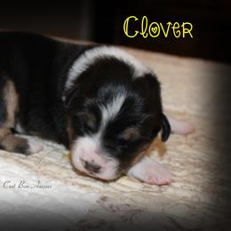 Clover - Black tri-color female Australian Shepherd puppy in Iota, Louisiana from C'est Bon Aussies Australian Shepherds