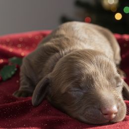 Ginger - Chocolate female Dachshund puppy in Mesa, Arizona from Dach Army LLC