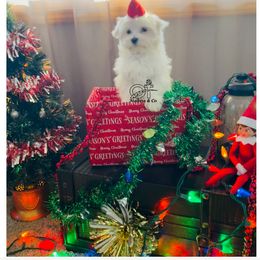 Maltese Puppies from OT Maltese & Co