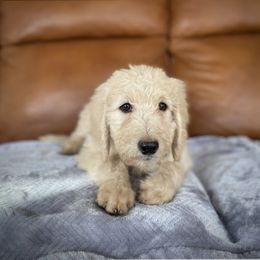 Bernedoodle Puppies from Bruce and Emma Doodles