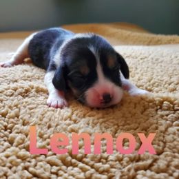 Beagles, Maltese, and Poodles from Happier with Dogs