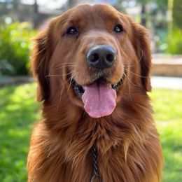 Golden Retrievers from San Luis Rey River Goldens